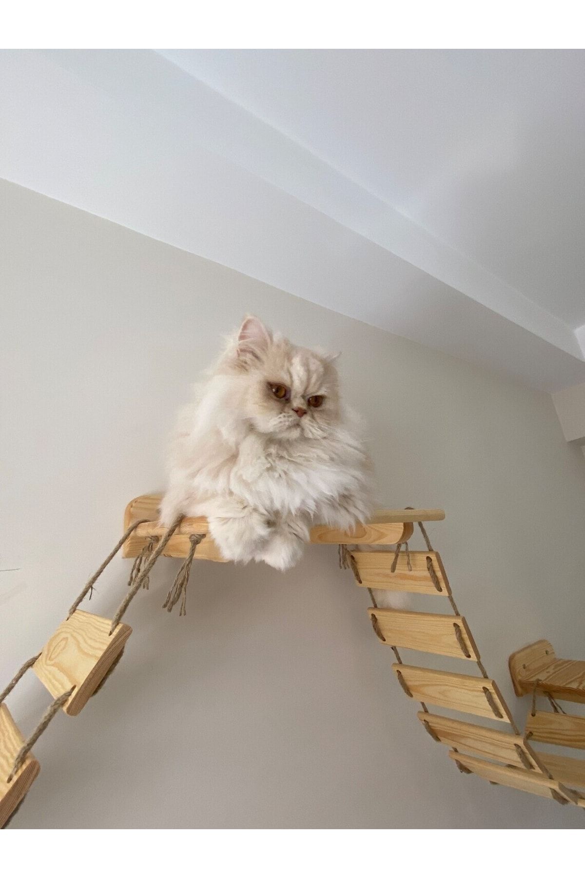 Persian on sale cat accessories