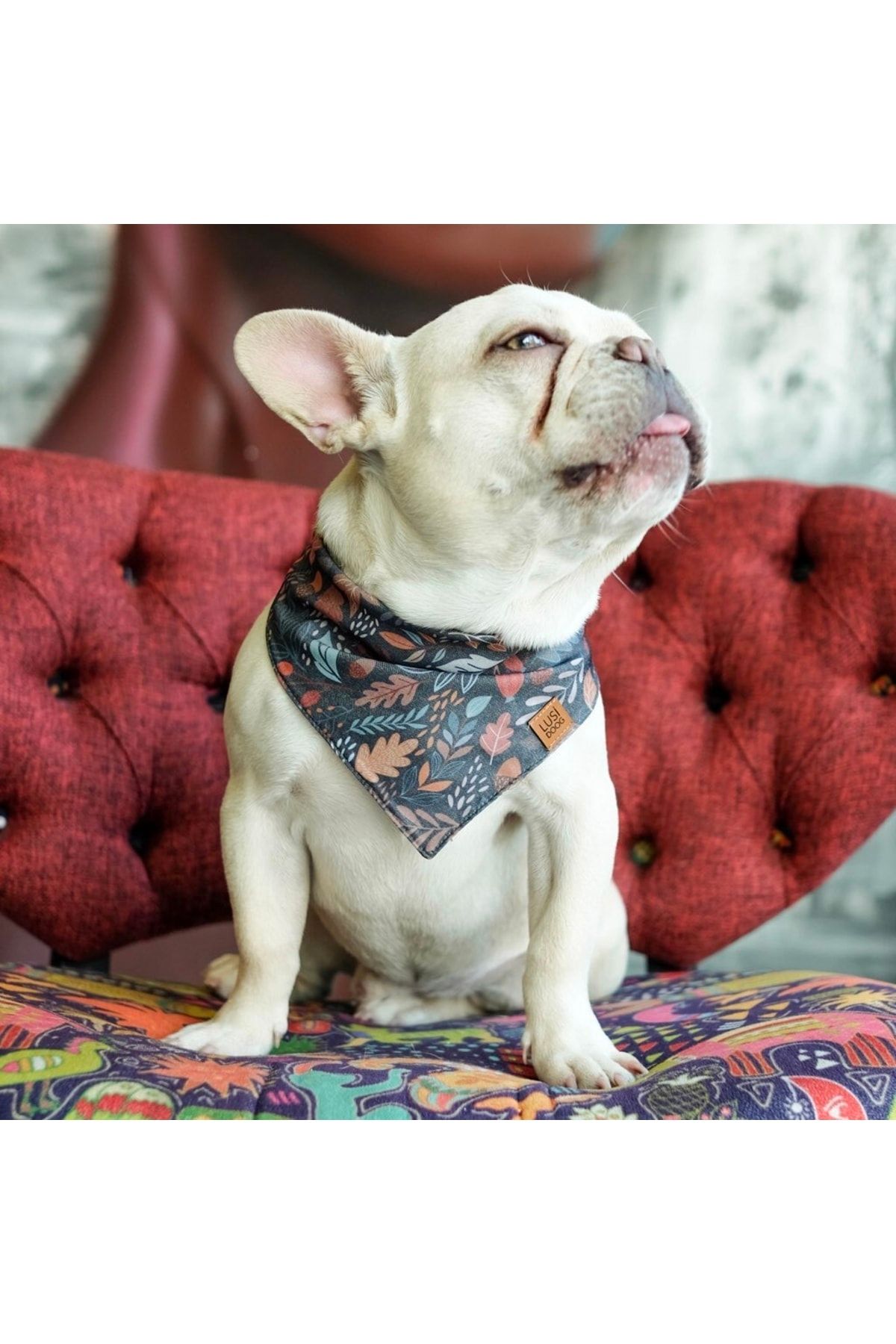 Bandana bulldog sale