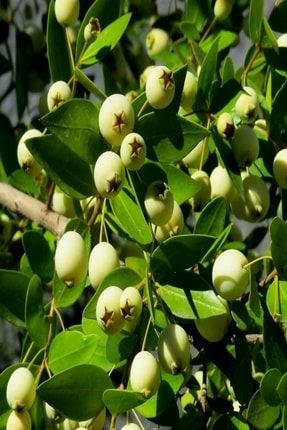 Bilgarden Tuplu Meyve Verme Durumunda Bodur Koroneiki Zeytin Fidani Trendyol