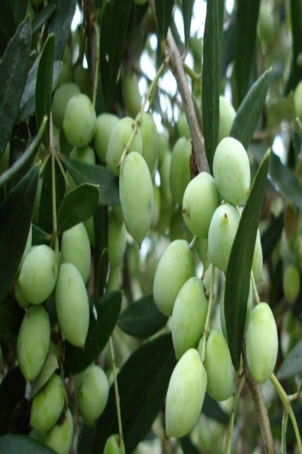 Reyon Ermenek Tuplu Asili Tam Bodur Koroneiki Zeytin Fidani Trendyol