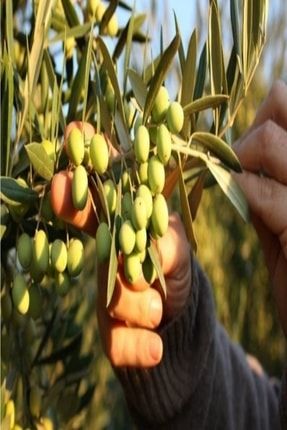 Arbequina Bodur Zeytin Fidani Fidandeposu Coma