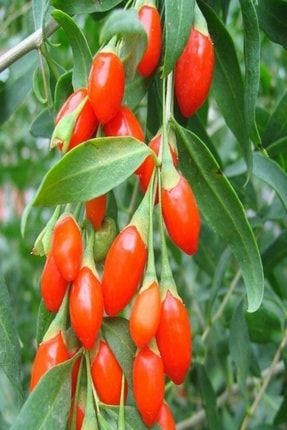 evvebahce tuplu goji berry kurt uzumu