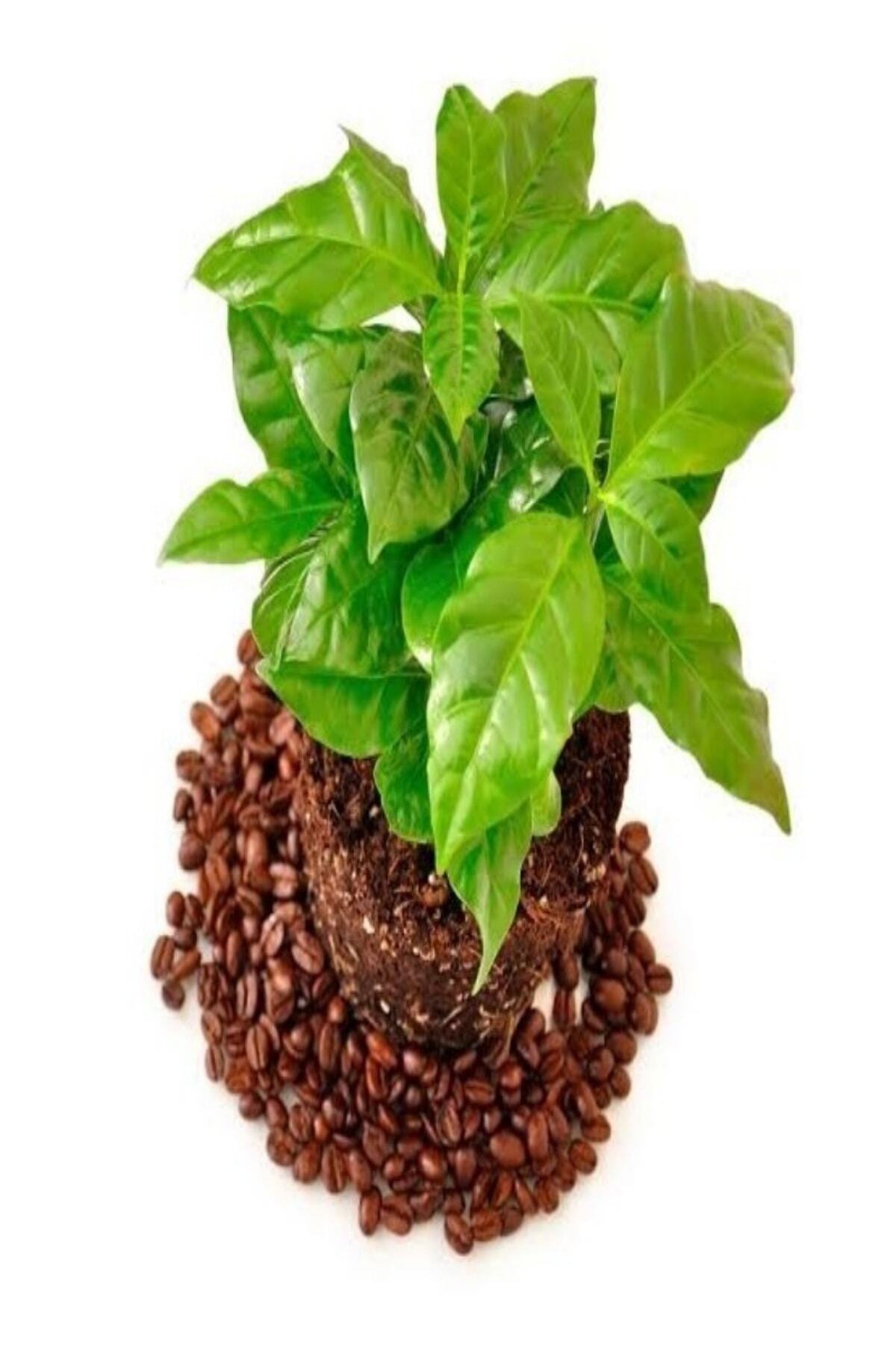 Online Taki Tuplu Coffea Arabica Kahve Fidani 10 30 Cm Trendyol