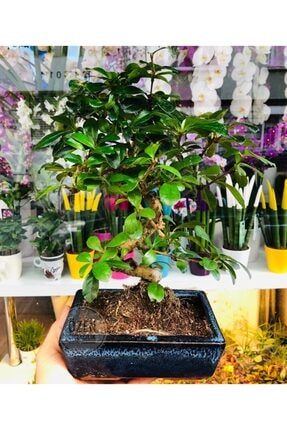 Cicektar Zelkova Bonsai Kucuk Fiyati Yorumlari Trendyol