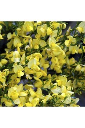 Cytisus Praecox Sarı Çiçekli Katır Tırnağı, Ithal, Saksıda FDNSTNBL5873