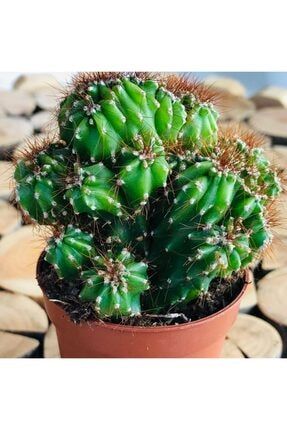 Ozen Cicekcilik Chamaecereus Silvestrii Hybrid Turuncu Cicek Acan Kaktus Trendyol