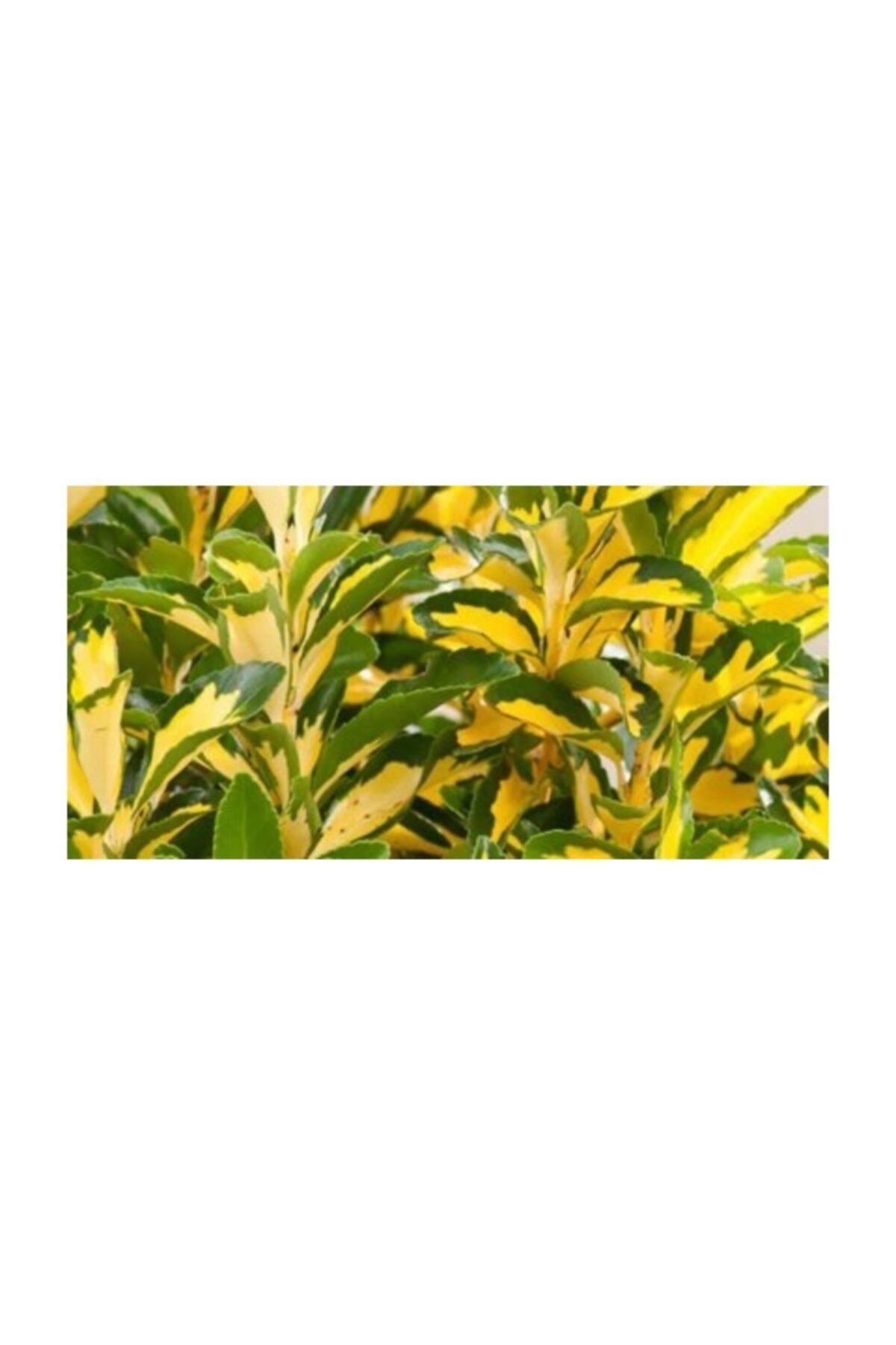 Taflan Fidanı Euonymus Japonica Aurea 80-120 Cm