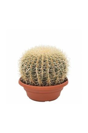 Kaktüs Cactus Echinocactus Grusonii Kaynana Oturağı Altın Fıçı Kaktüs Ev Bitkisi Salon Ofis Bitkisi BRCST0080ECHINOCACTUSGRUSONİİ