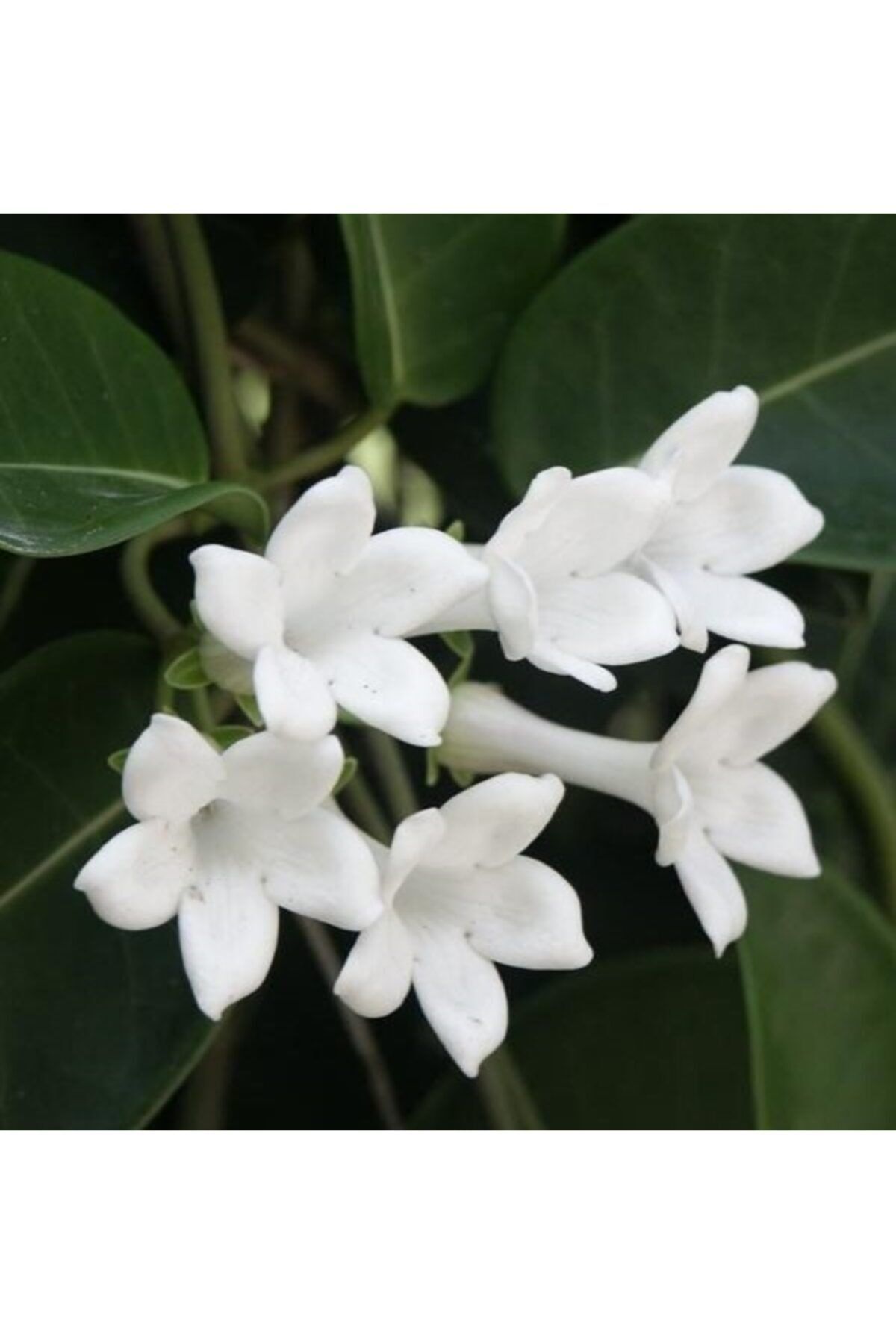 Белый цветок домашний название. Цветок Стефанотис флорибунда. Стефанотис обильноцветущий.