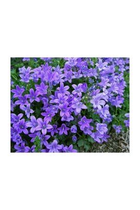 Campanula Mavi Çan Çiçeği Çiçek Tohumu -1000 Adet FDNSTNBL954