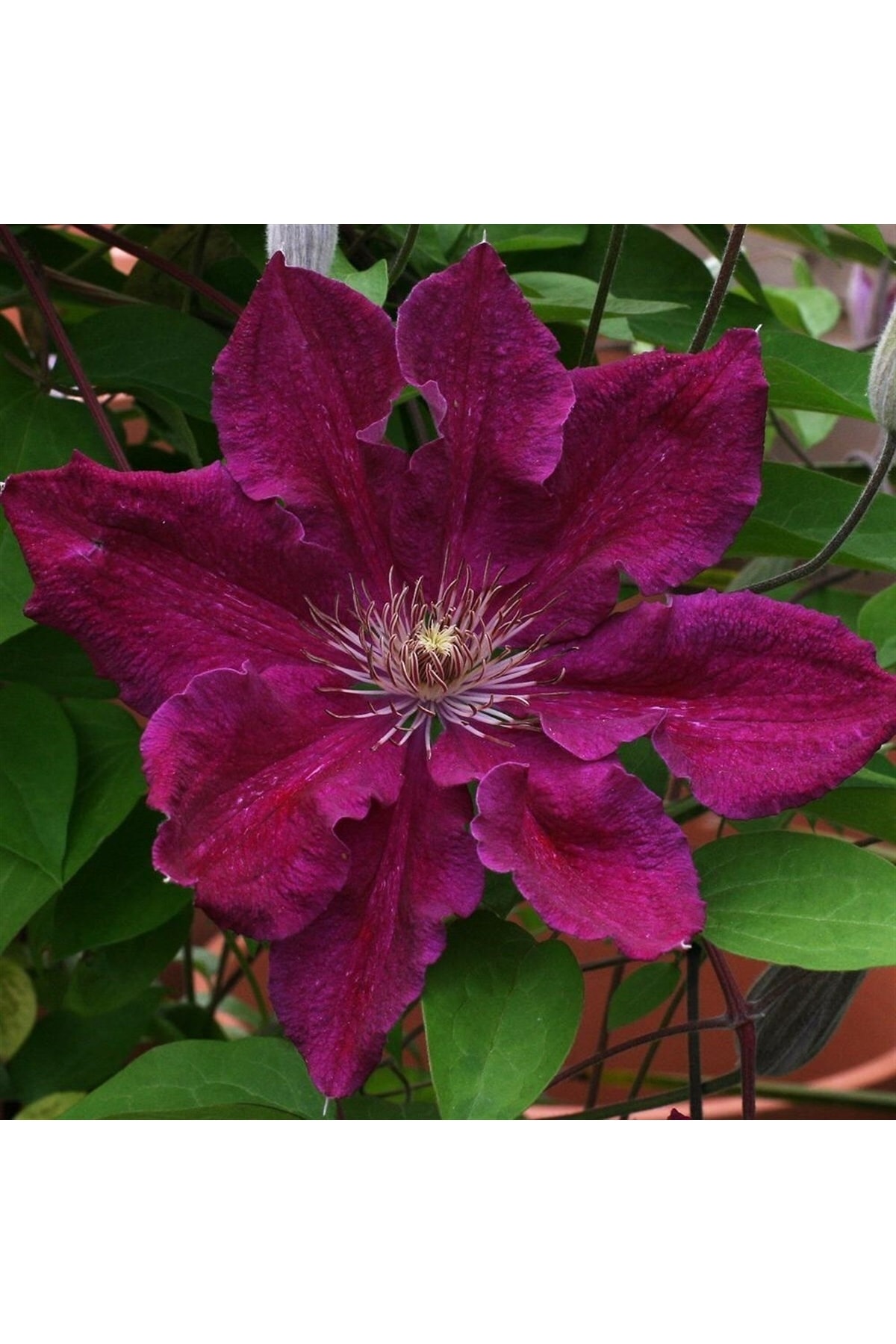 клематис крупноцвет. клематис гибридный ernest markham. клематис эрнест мак хем. клематис ernest markham. клематис маркхам.