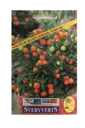 Solanum Kudüs Kirazı Tohumu Paket SVRVRTS-TH-95
