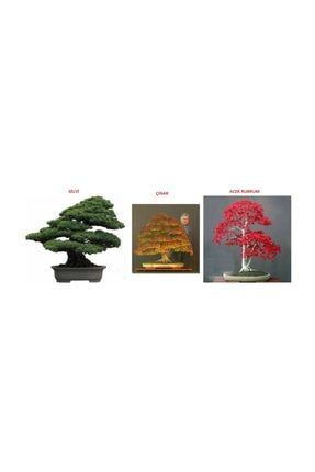 3'lü Bonsai Ağacı Ekim Seti Acer Rubrum Selvi Çınar Bonzai Ağacı Tohumu Kombin 230129062