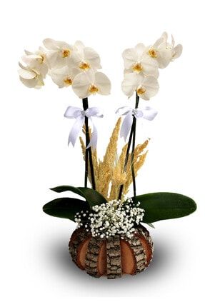 Dekoratif Özel Orkidelik Kütük Saksı FTH-2