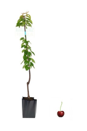 0900 ziraat uzun sapli napolyon kiraz