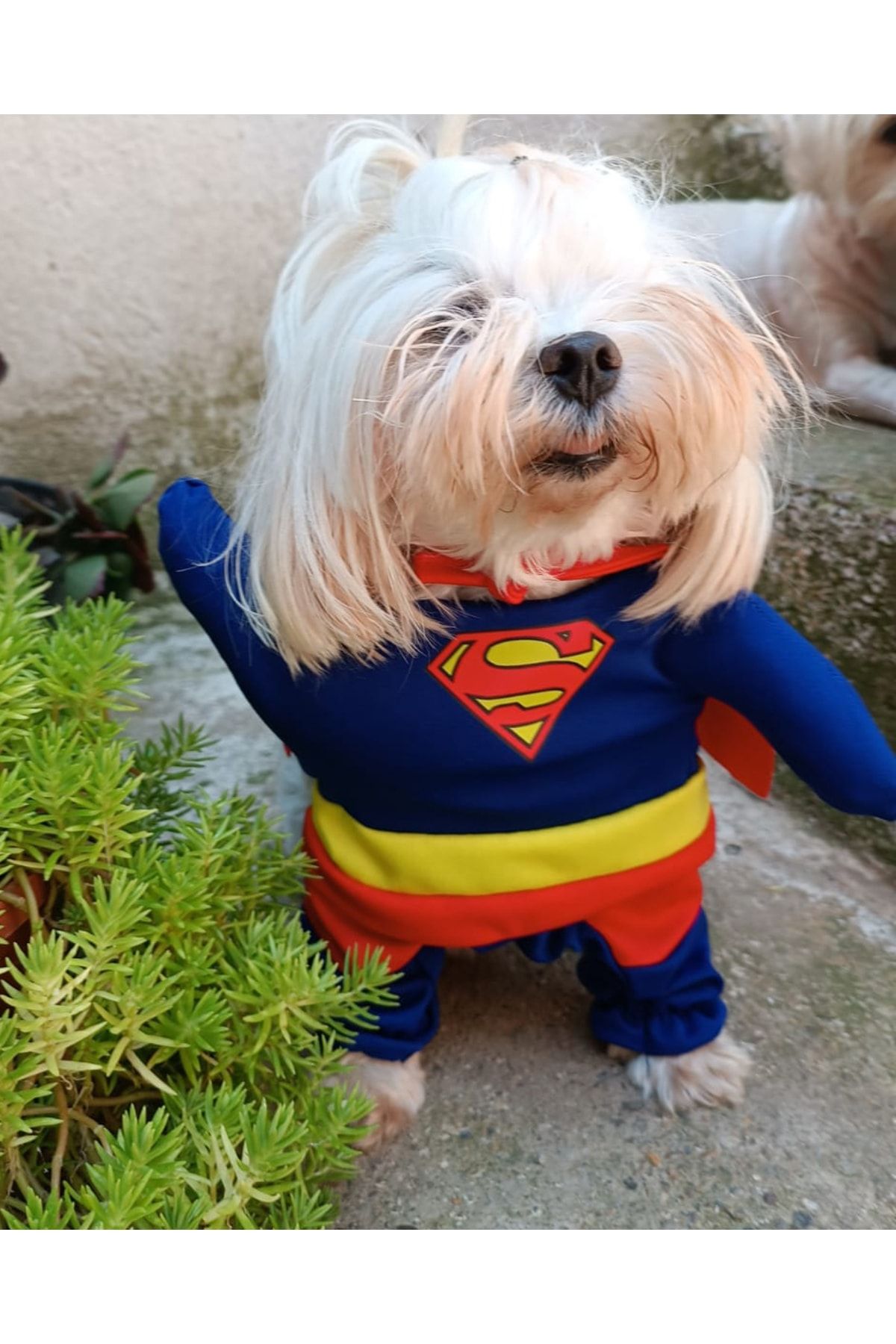 PETITE Superhero Dog Outfit Costume Trendyol