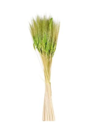 Kuru Çiçek Doğal Ve Renkli Başak Buğday Başağı 45 cm (1 Demet) Yeşil TE1987