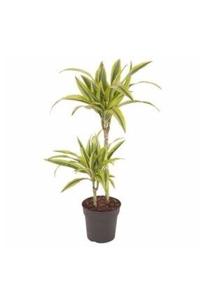 Dracena Fragrans Lemon Lime Ikili Dikim PRA-3656370-4834