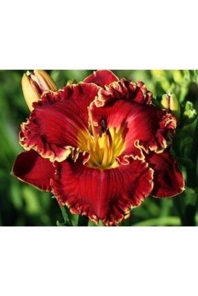 3 Adet Fırfırlı Bordo Renkli Zambak Çiçeği Soğanı BCJKSE189
