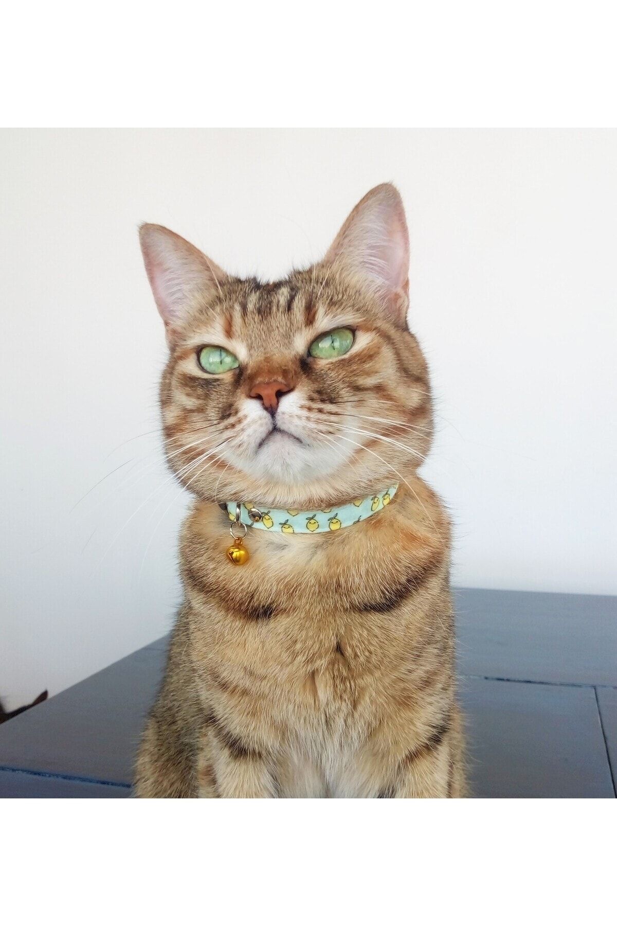 Lemon cat hot sale collar
