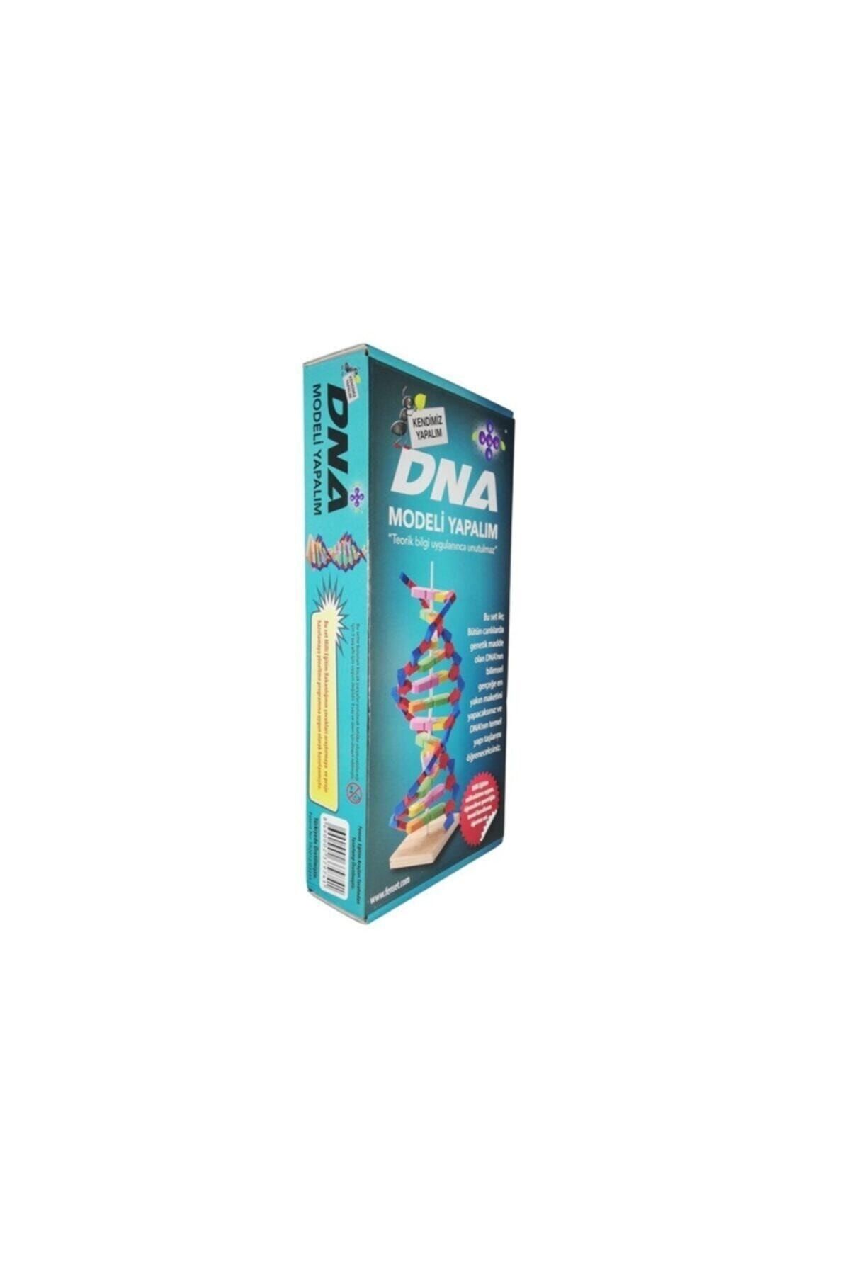 Hobi Eğitim Dünyası-Let's Make Dna Model Experiment Set 3