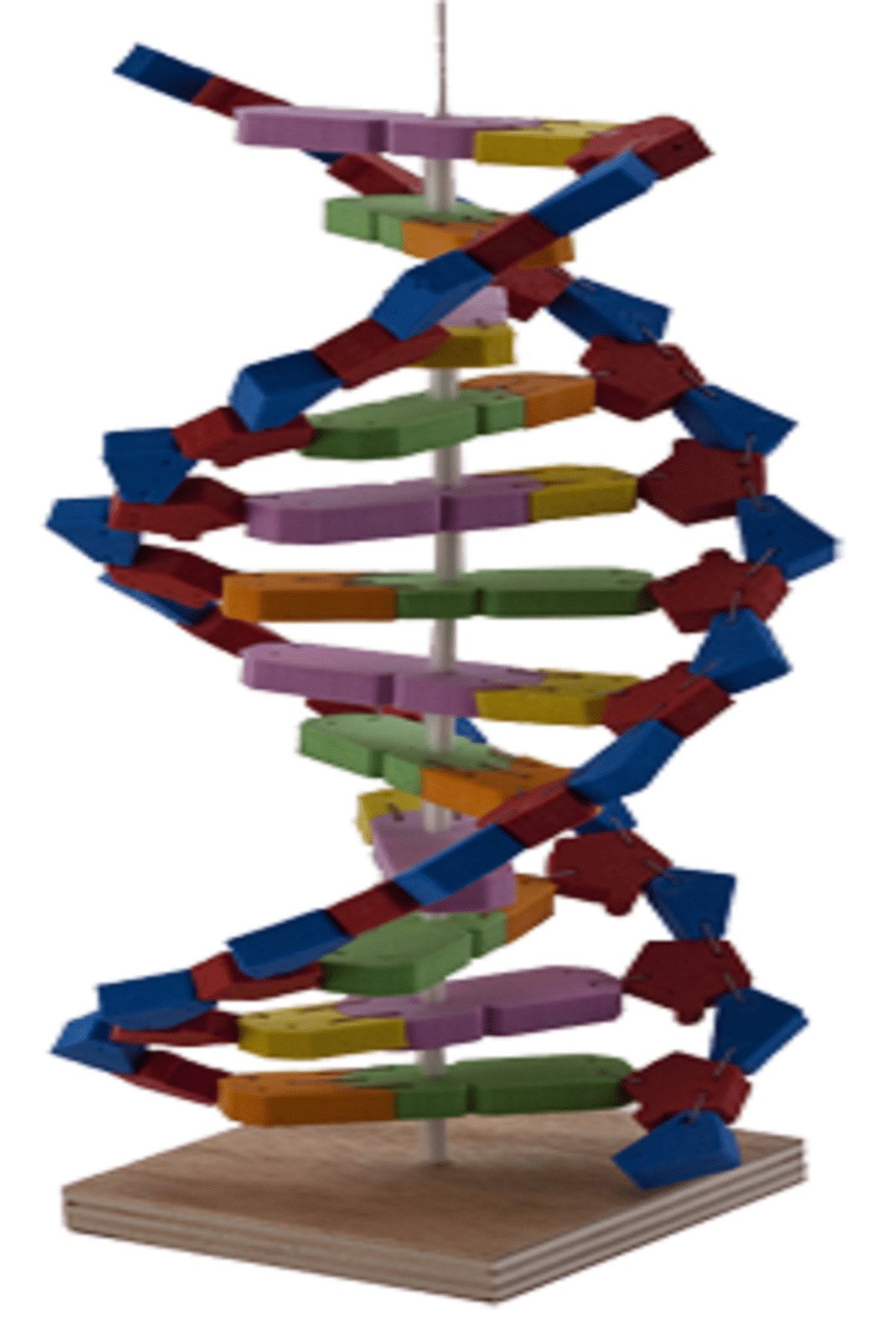 Hobi Eğitim Dünyası-Let's Make Dna Model Experiment Set 6