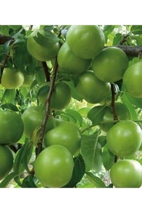 damla su çiçek Tüplü Aşılı Can Erik Fidanı( Erik Ağacı) Yaş 2 Boy 80-110cm