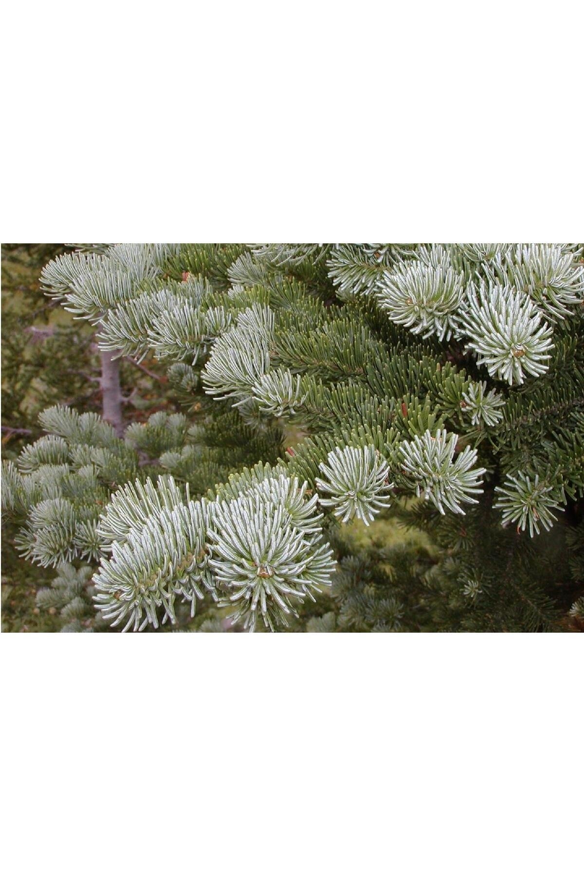 Пихта шершавоплодная. Пихта argentea. Пихта субальпийская аргентеа. Пихта кореана abies. Пихта грин глоб.