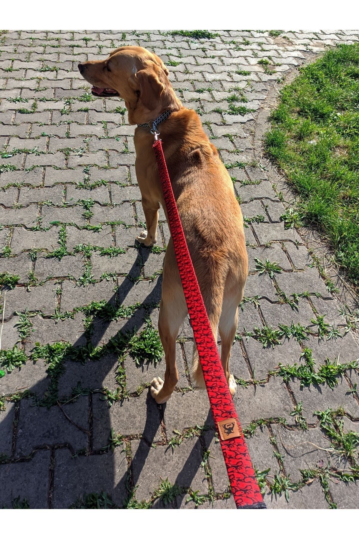 UTDpet-Redd Standard Dog Collar Set and Accessories (with scarf and bow tie) 3