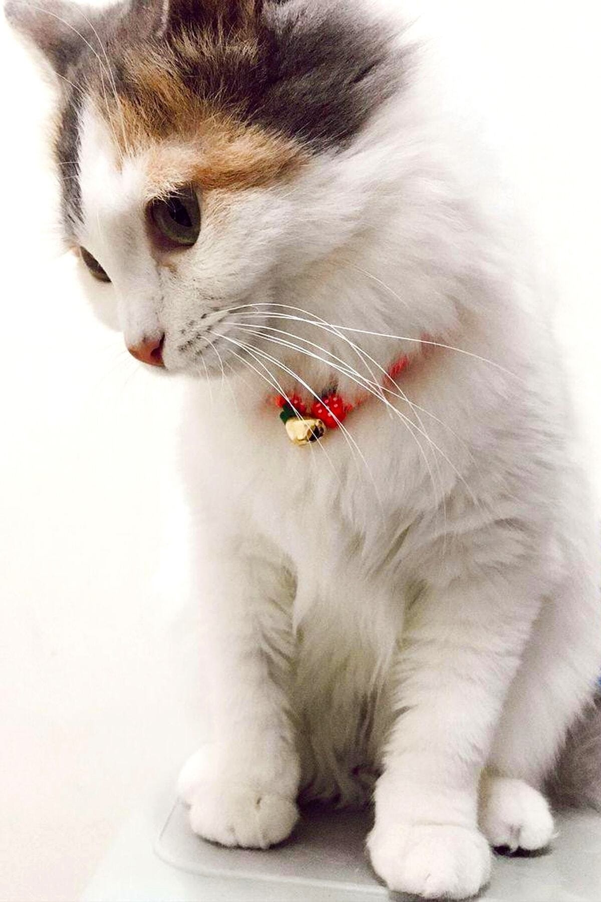 Personalized Cat Photo Necklace Titanium Steel – Cute Cats Store