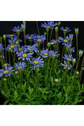 15-20 Adet Mavi Papatya ( Çok Yıllık) Çiçek Tohumu BNÖJ