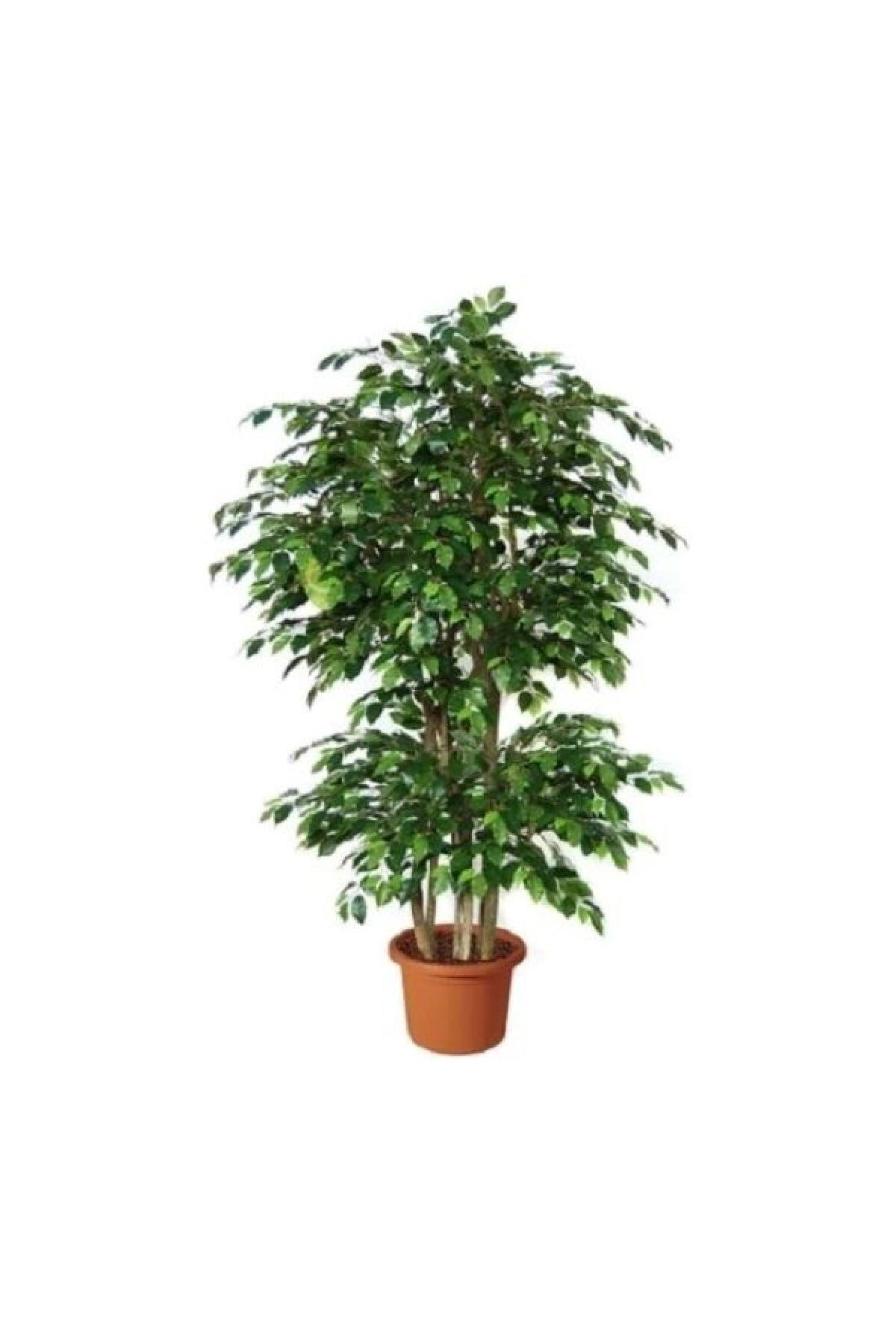 Benjamin Plant Ficus Benjamin 80cm