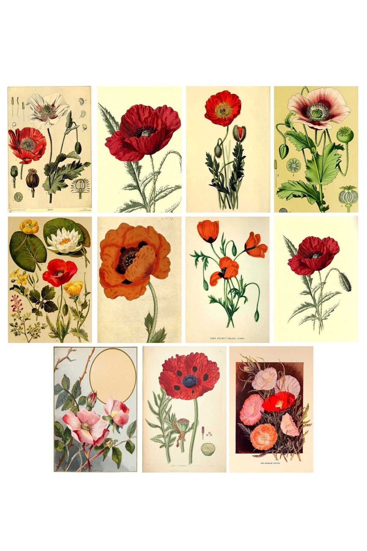 TELLGRAF Gelincik Temalı Kartpostal Seti (10x15 cm 11 adet)