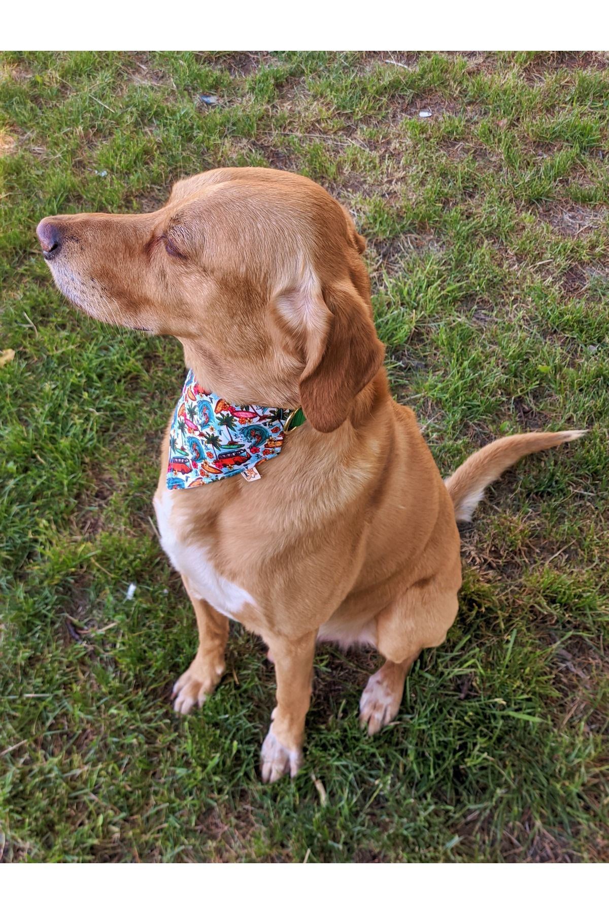 UTDpet-Palm Beach Dog Collar with Scarf 3