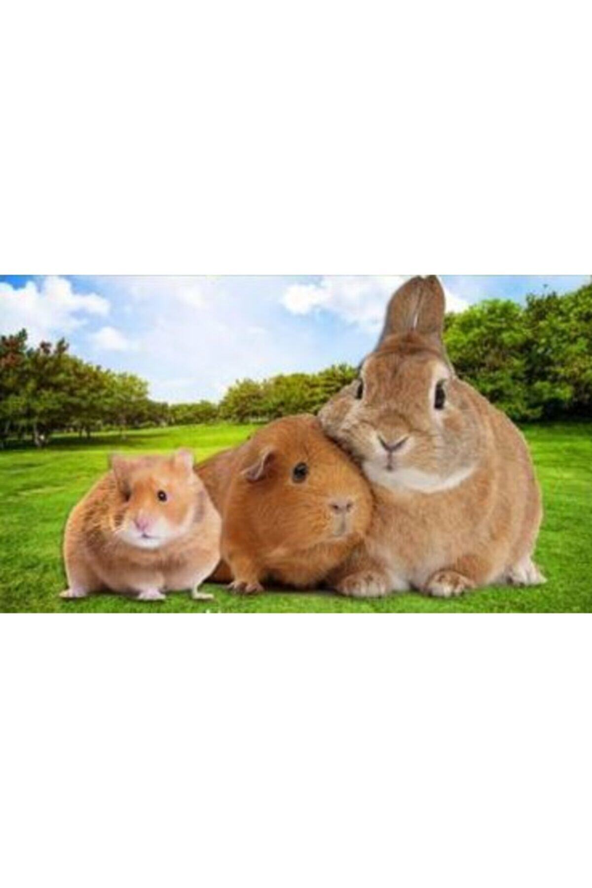 Ersa Hediyelik Kuru Yonca Kemirgen Otu 1 Balya 16 Kg Fiyatı, Yorumları ...