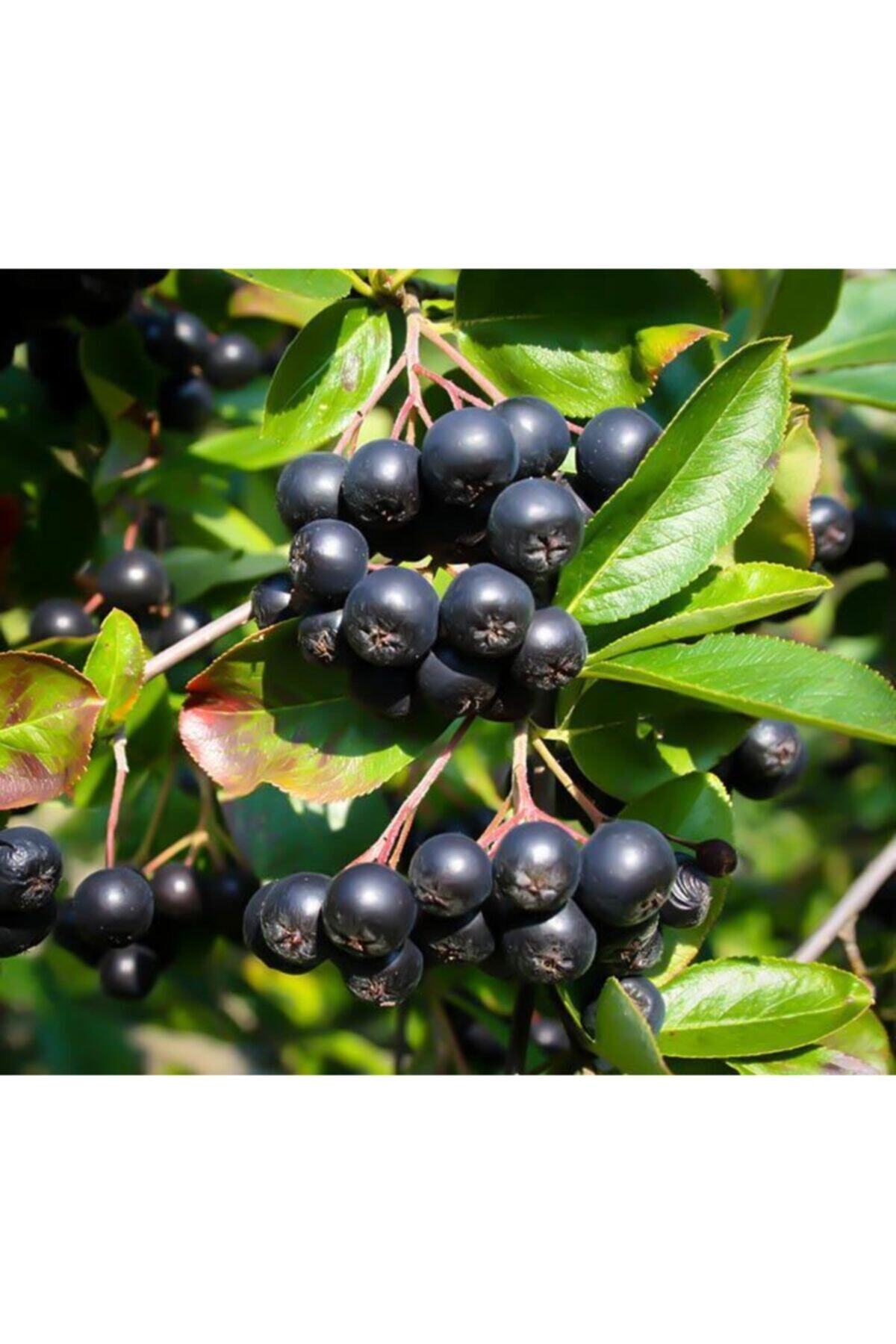 Aronia ( Aronya) Fidanı Küçük Saksılı