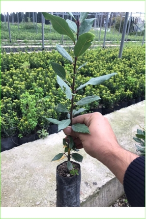 Genel Markalar Defne Fidanı 40-60 cm