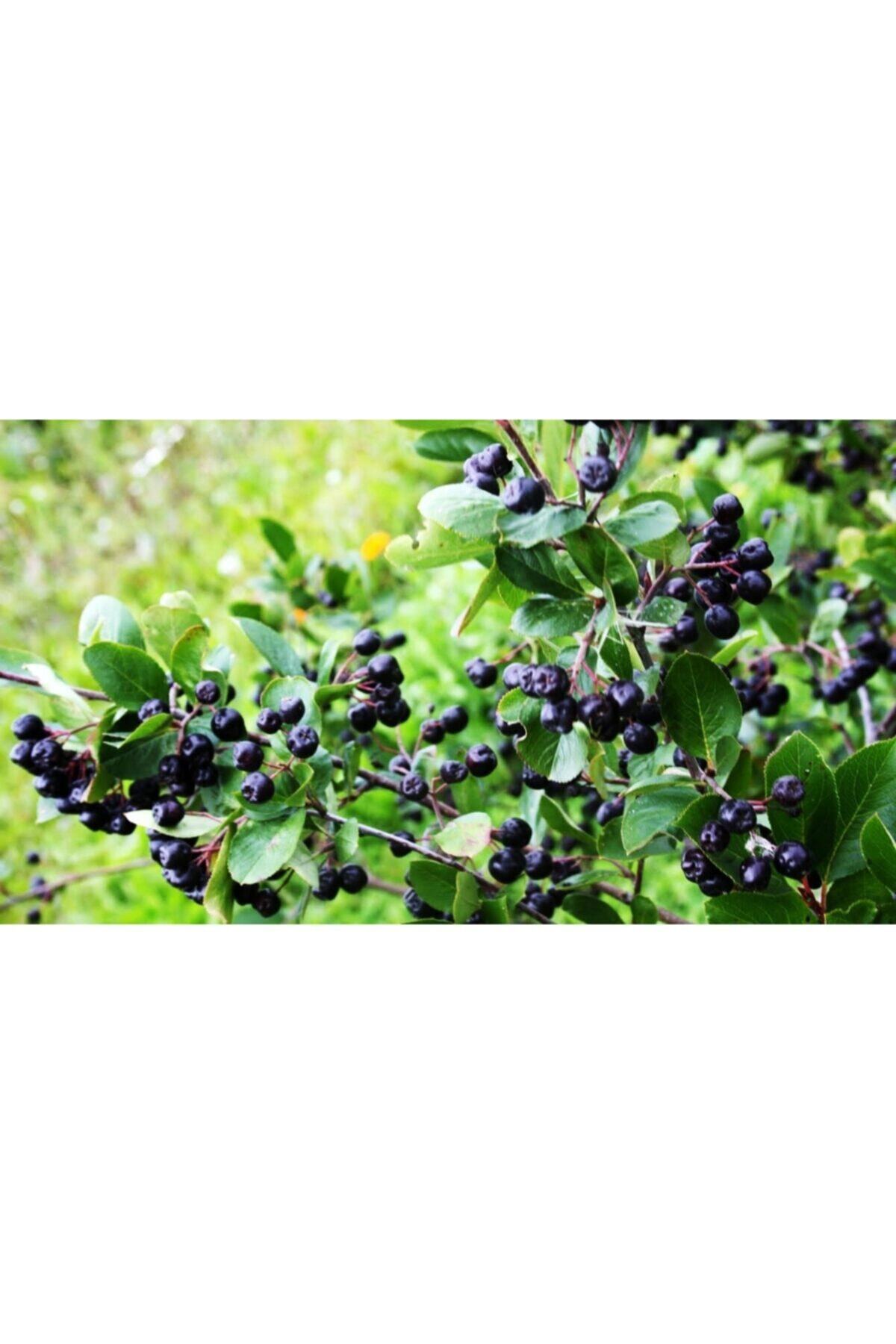 Aronia ( Aronya) Fidanı Küçük Saksılı 2
