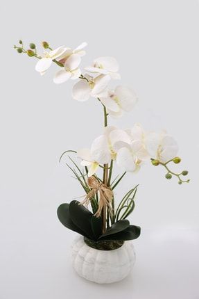 Beton Kabak Saksıda 2li Islak Orkide Tanzimi Kırık Beyaz YPCCK-BTN-167