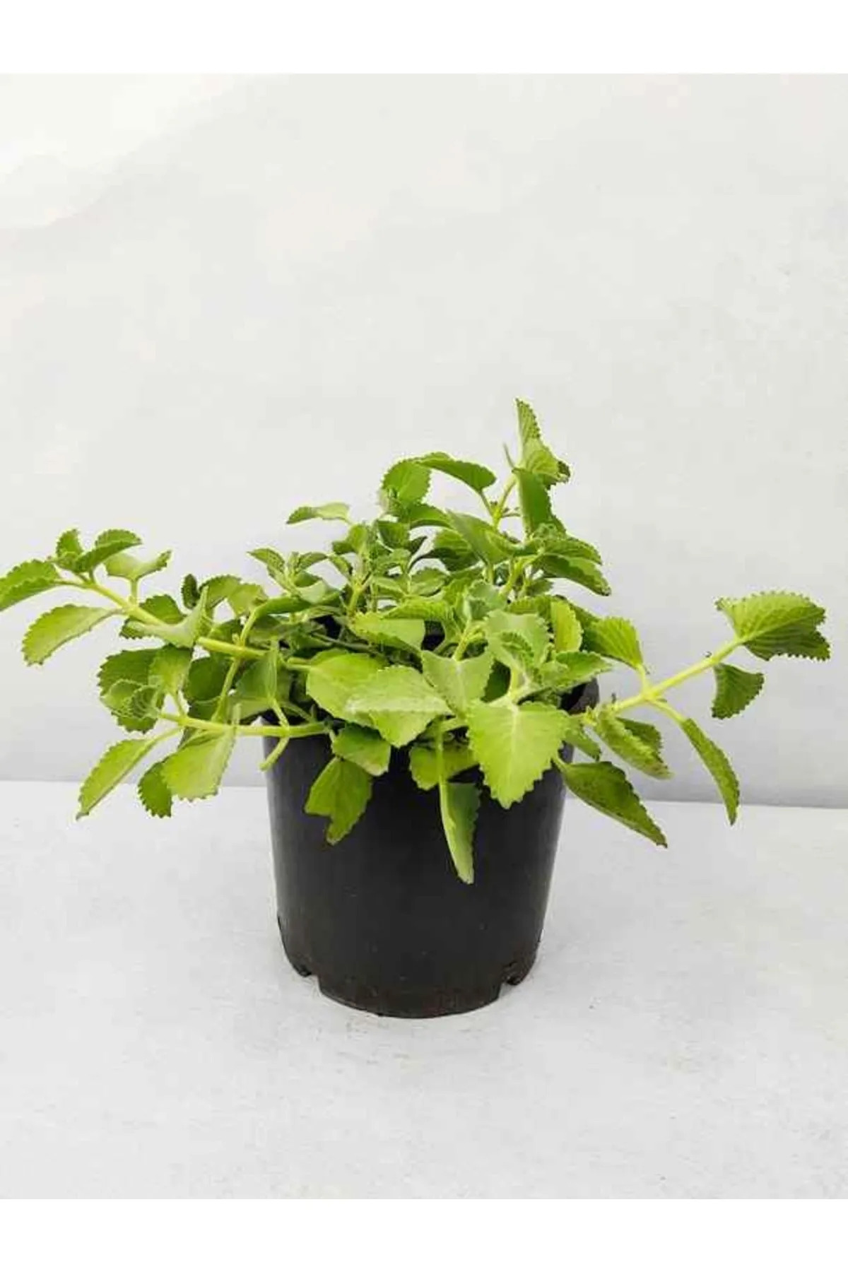 Küba Kekiği Fidanı, Saksıda, 5-15 cm, 1 Adet
