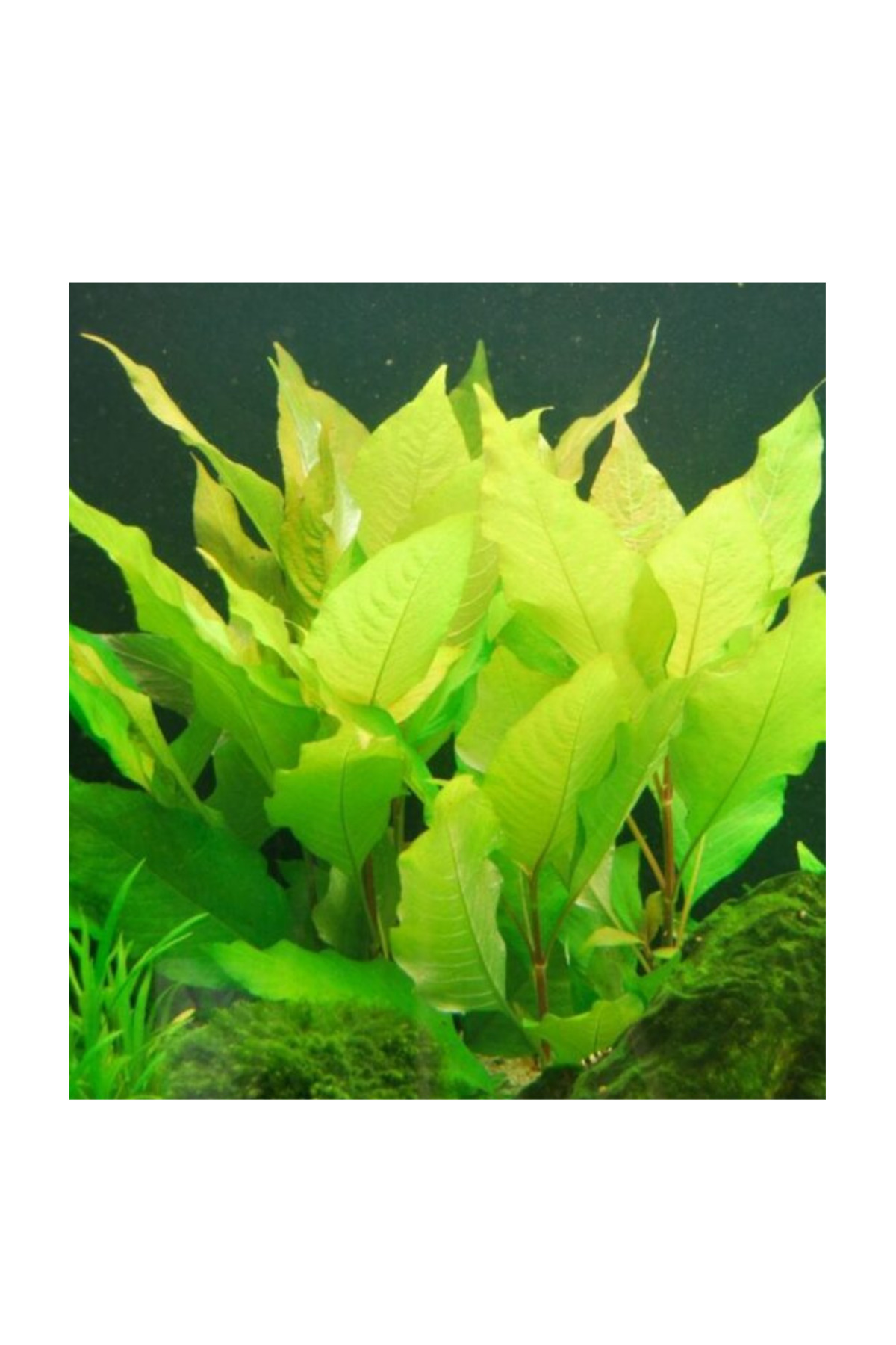 WOOF Nomaphila Stricta Limon Akvaryum Bitkisi 5 Dal