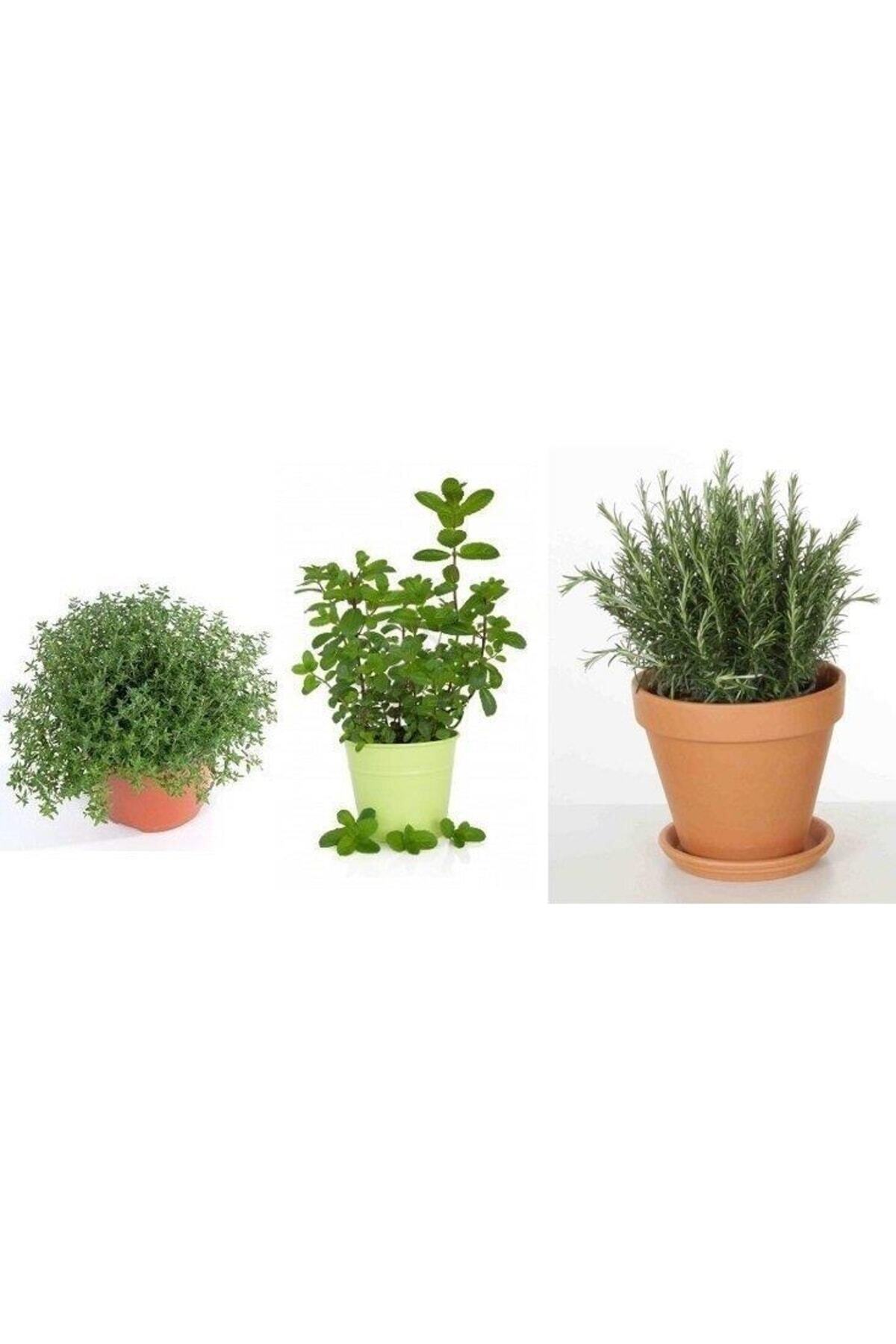 Saksılı Kekik Nane Biberiye Üçlü Set 10-20 Cm özel seri Kaliteli