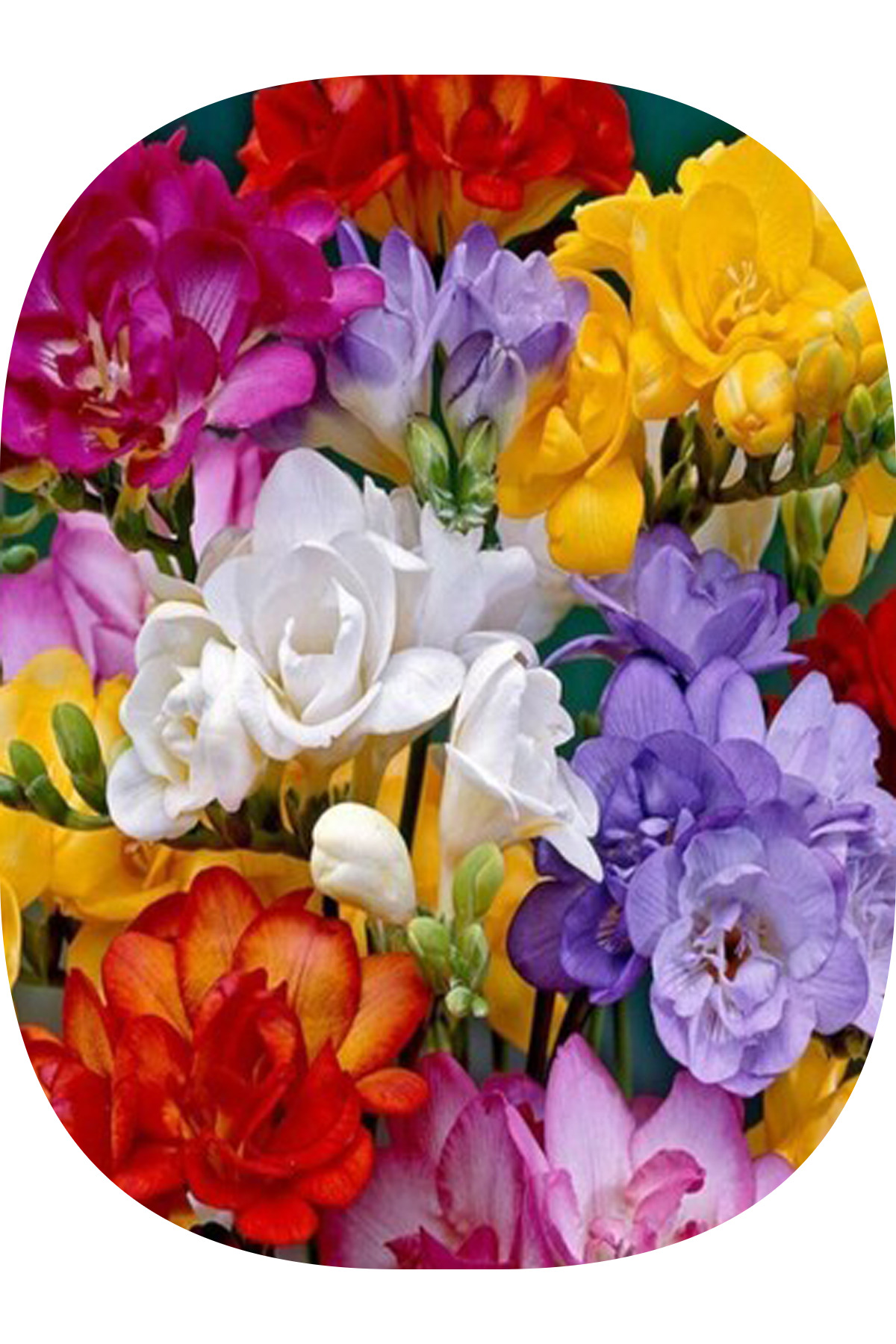 3 Adet Karışık Frezya ( Freesia Bulbs ) Çiçeği Soğanı Katmerli Mis Kokulu