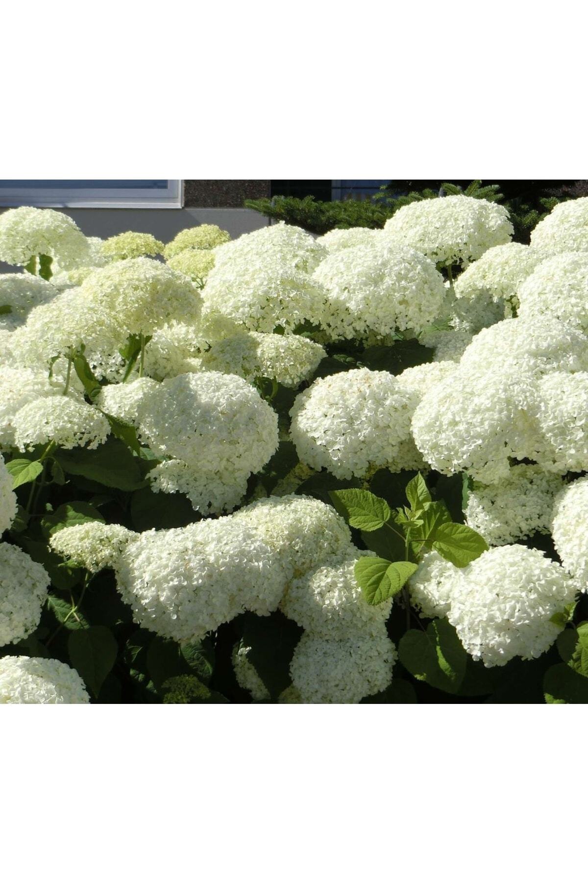 ŞKL Ortanca Hydrangea Arborescens Strong Anabel 2l-40cm