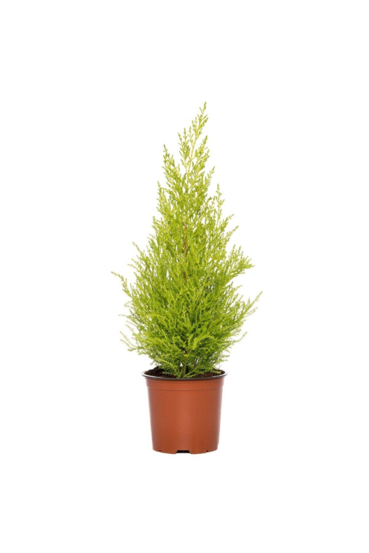 Lemon Serve 30-50 cm