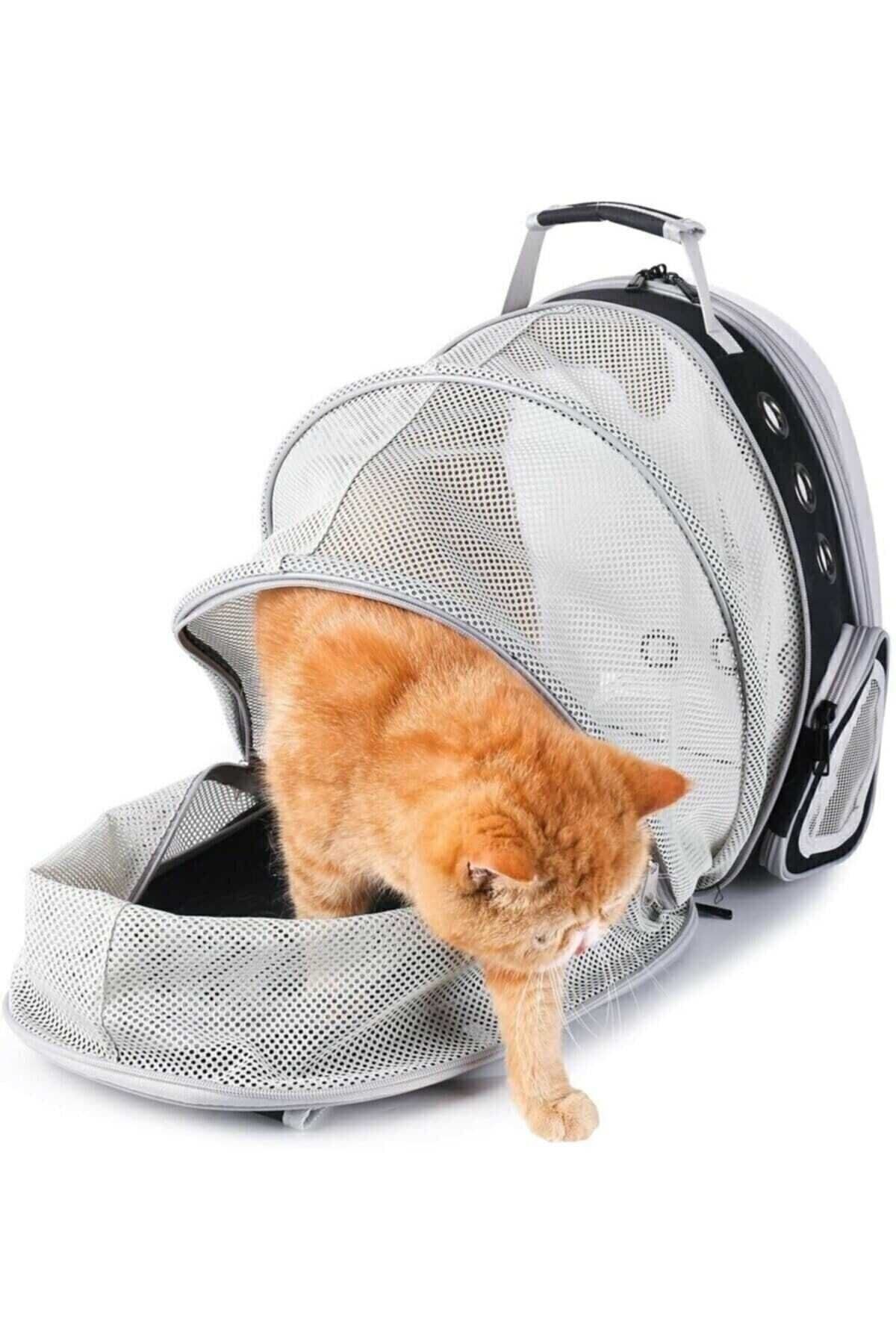 Animal carrying outlet case