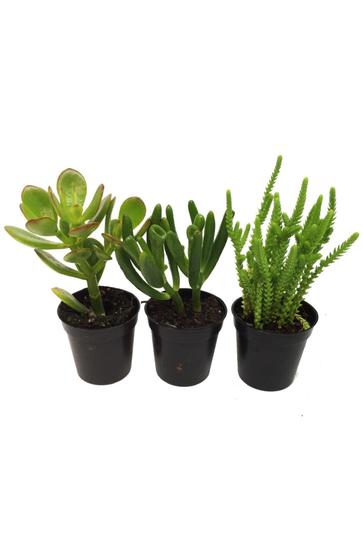 Crassula Para Ağacı Seti 3 Adet Bitki