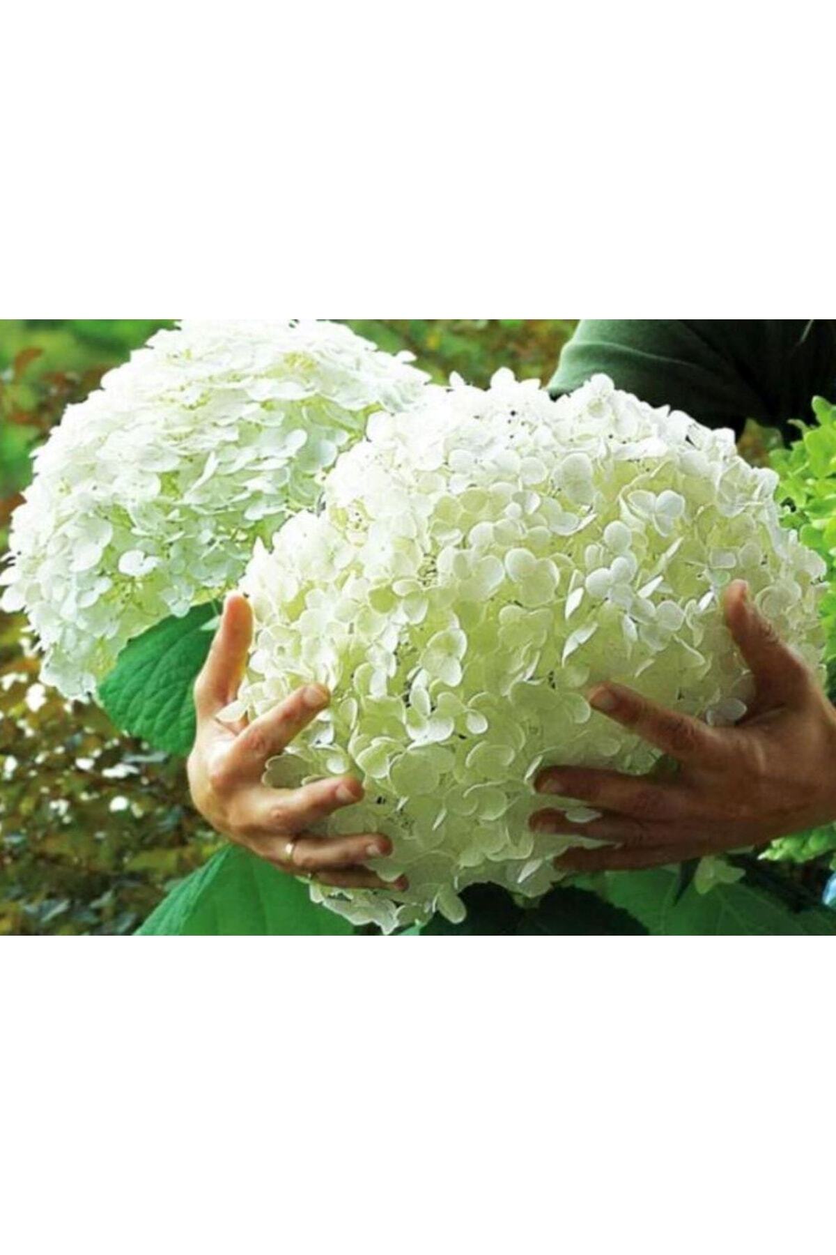 ŞKL Ortanca Hydrangea Arborescens Strong Anabel 2l-40cm