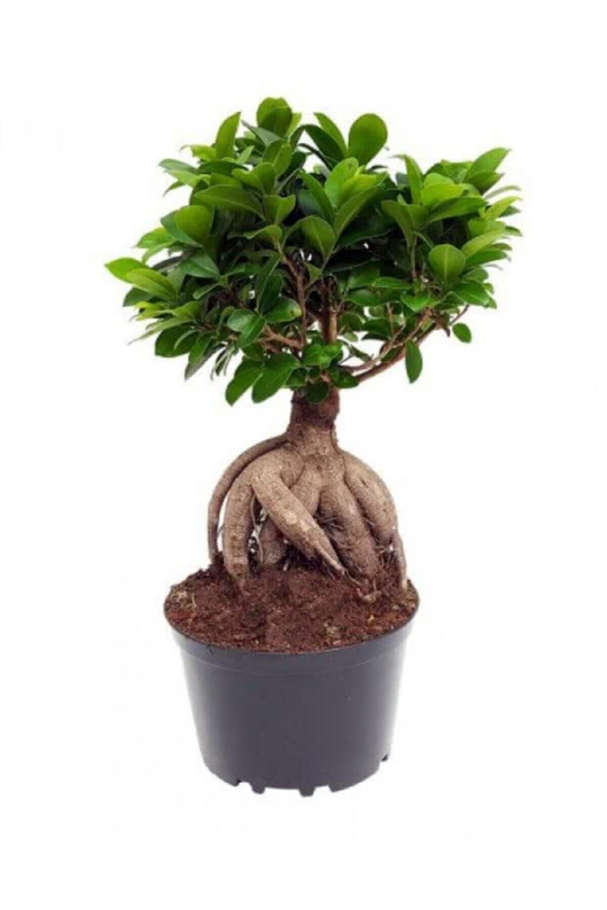 Bonsai Seedling Potted 20 cm 40 cm
