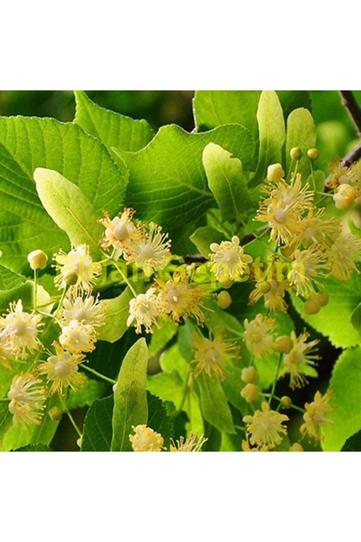 стих там под липой. липа амурская, мелколистная. мед липа. липа мелколистная tilia cordata. липа амурская, мелколистная.